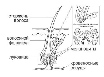 Схема строения волосяного фолликула