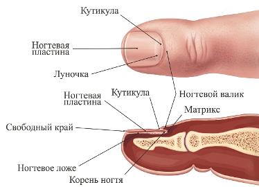 Схема строение ногтя
